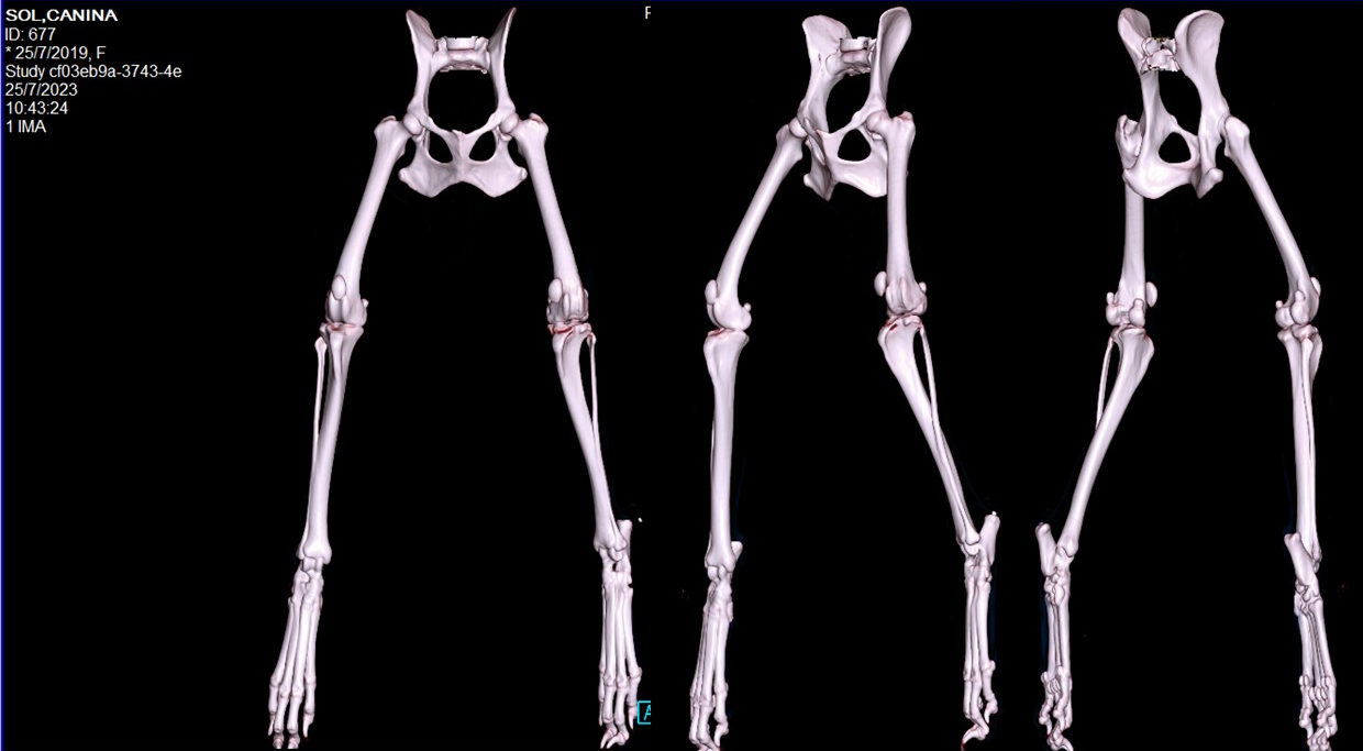 Cursos para Profesionales Veterinarios